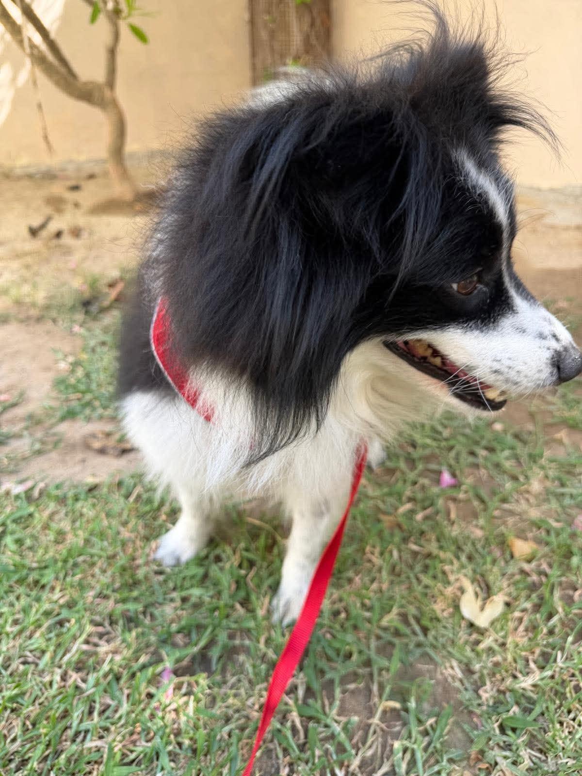 Enlarge Lassie, a Adoptable mixed breed in Palos Heights, IL image 2/5