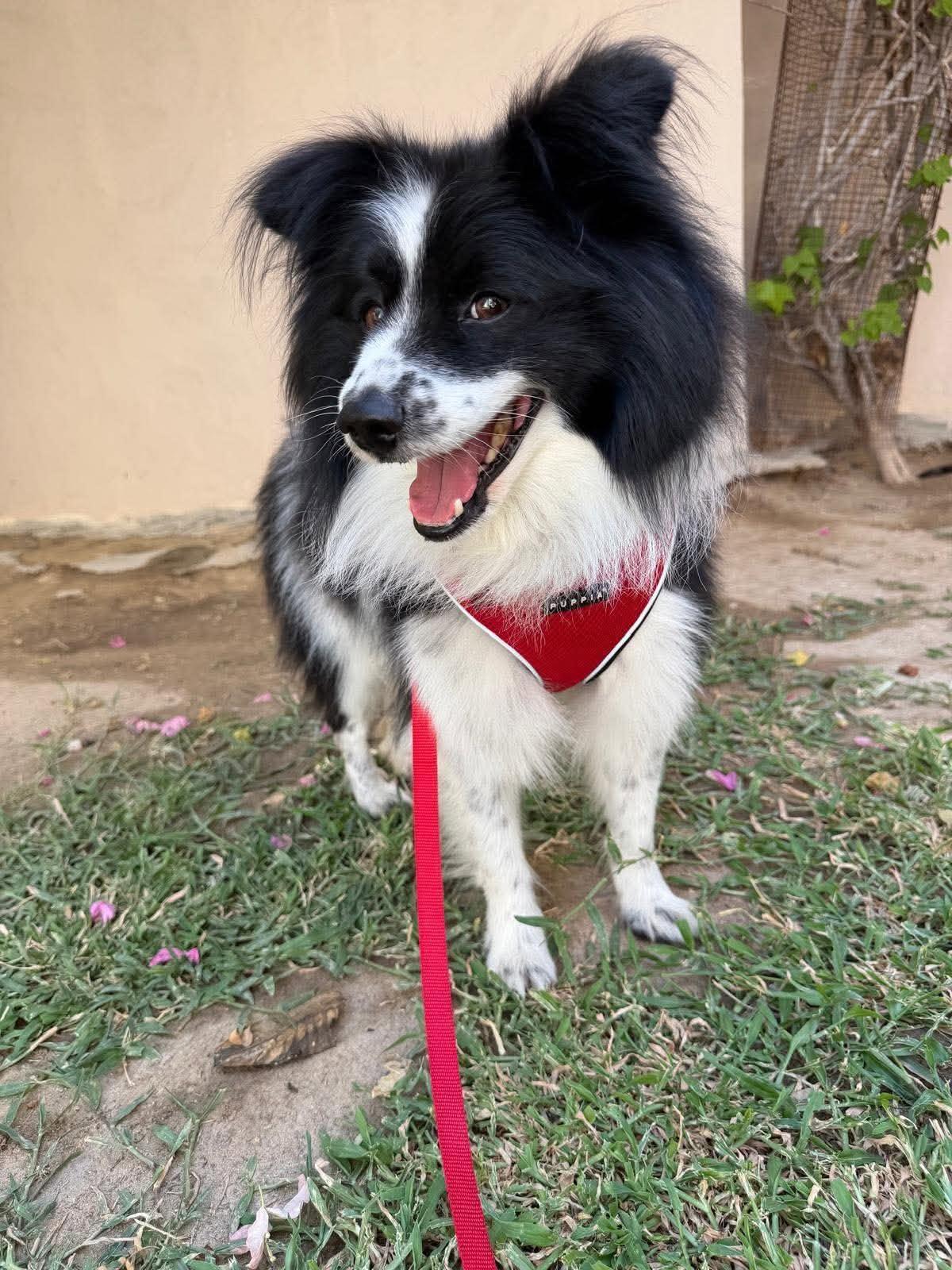 Enlarge Lassie, a Adoptable mixed breed in Palos Heights, IL image 5/5