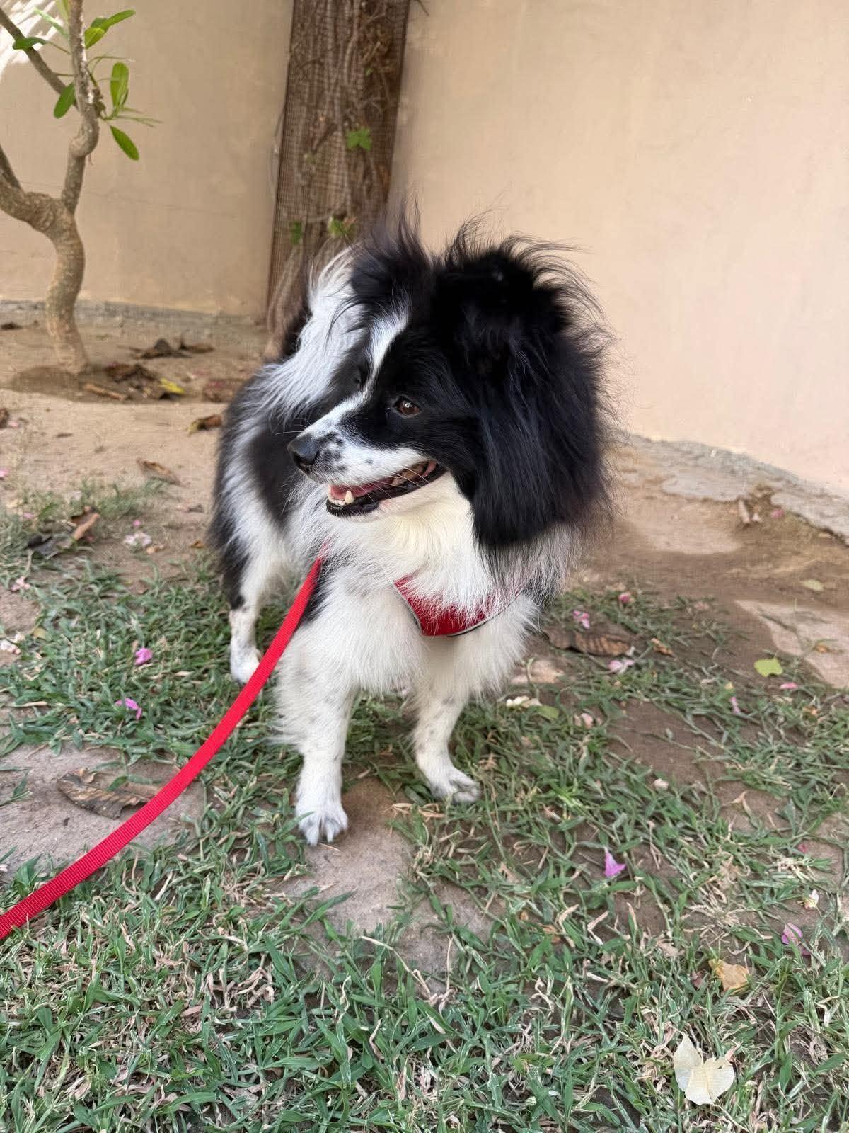 Enlarge Lassie, a Adoptable mixed breed in Palos Heights, IL image 4/5