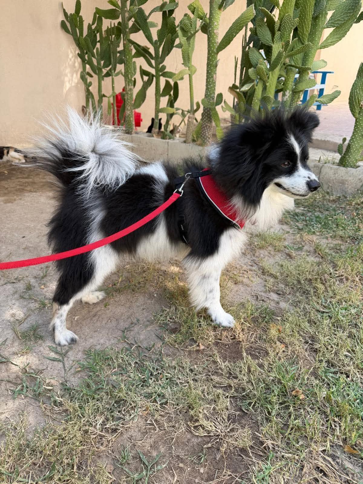 Enlarge Lassie, a Adoptable mixed breed in Palos Heights, IL image 3/5