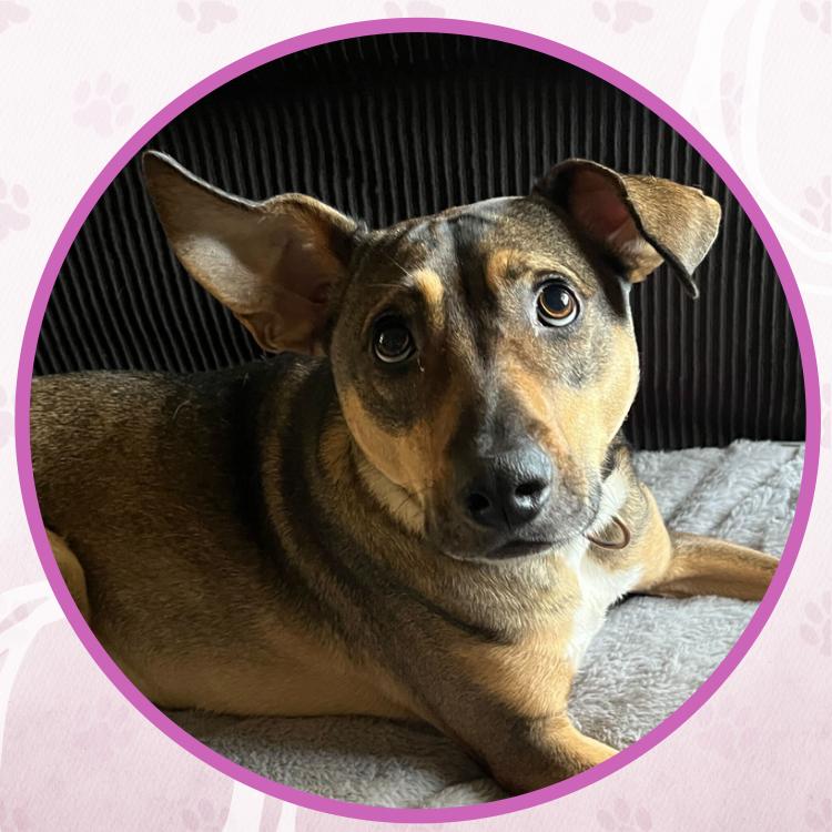 Enlarge Nikola Tesla, a Adoptable mixed breed in Toms River, NJ image 1/6