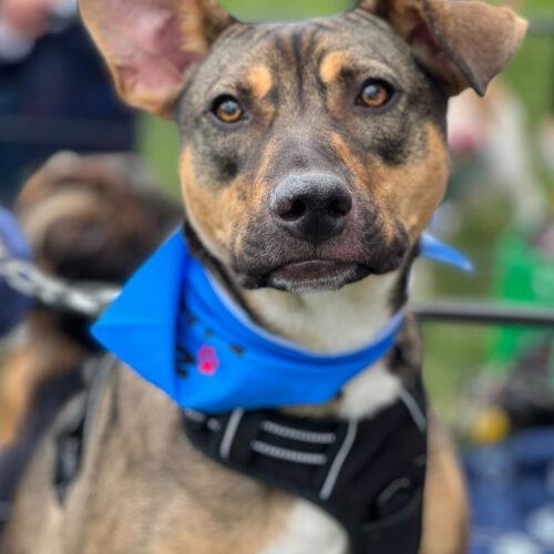 Enlarge Nikola Tesla, a Adoptable mixed breed in Toms River, NJ image 2/6