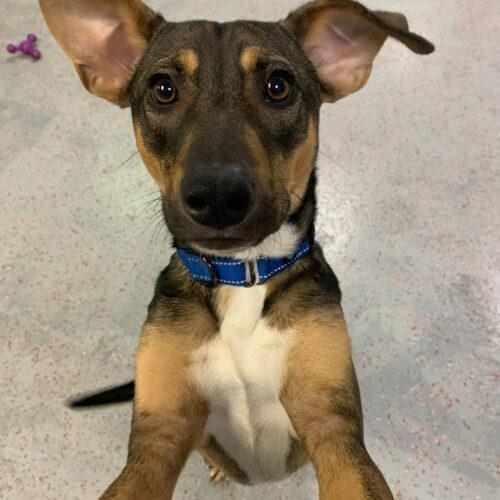 Enlarge Nikola Tesla, a Adoptable mixed breed in Toms River, NJ image 3/6