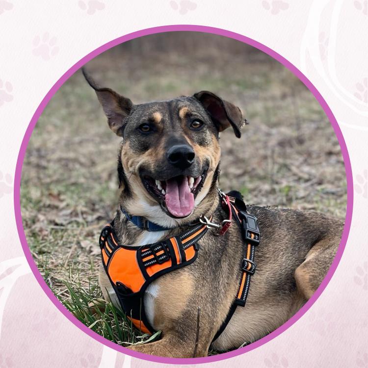 Enlarge Nikola Tesla, a Adoptable mixed breed in Toms River, NJ image 3/6