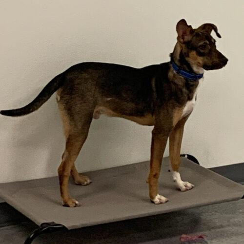 Enlarge Nikola Tesla, a Adoptable mixed breed in Toms River, NJ image 4/6