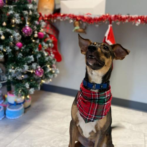 Enlarge Nikola Tesla, a Adoptable mixed breed in Toms River, NJ image 5/6