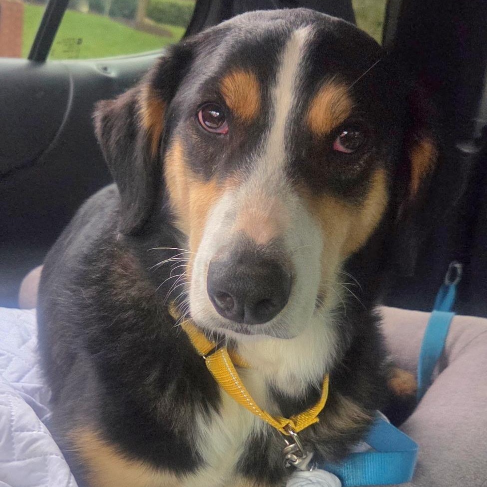 Enlarge Brody , an adopted Australian Shepherd in Brentwood, TN image 3/3