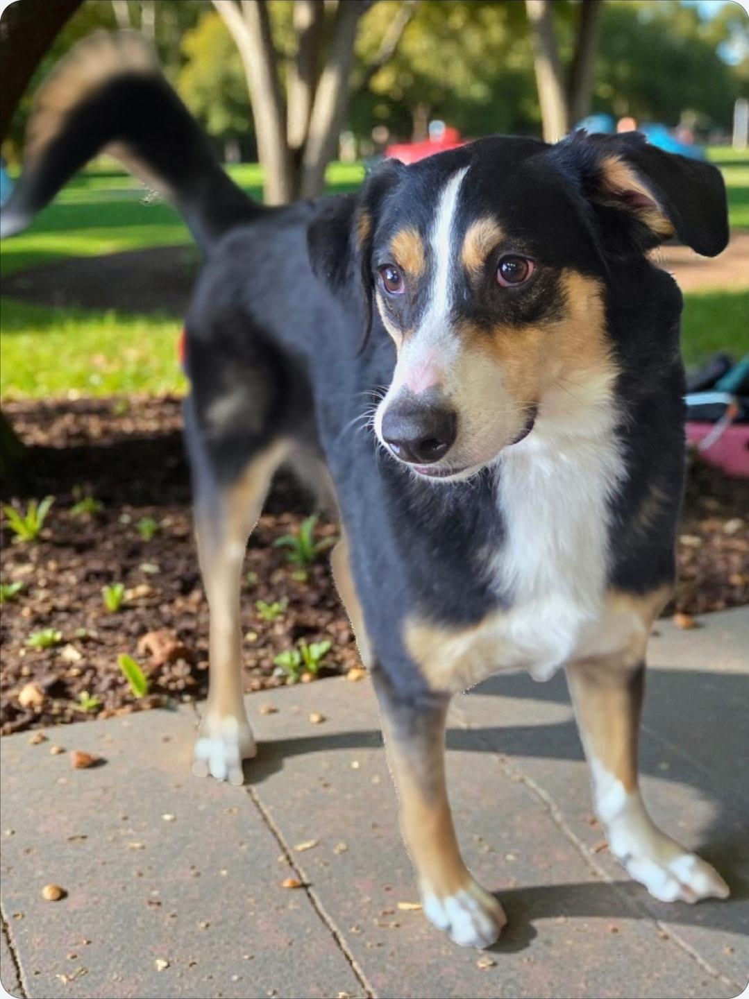 Enlarge Brody , a ADOPTABLE Australian Shepherd in Brentwood, TN image 1/1