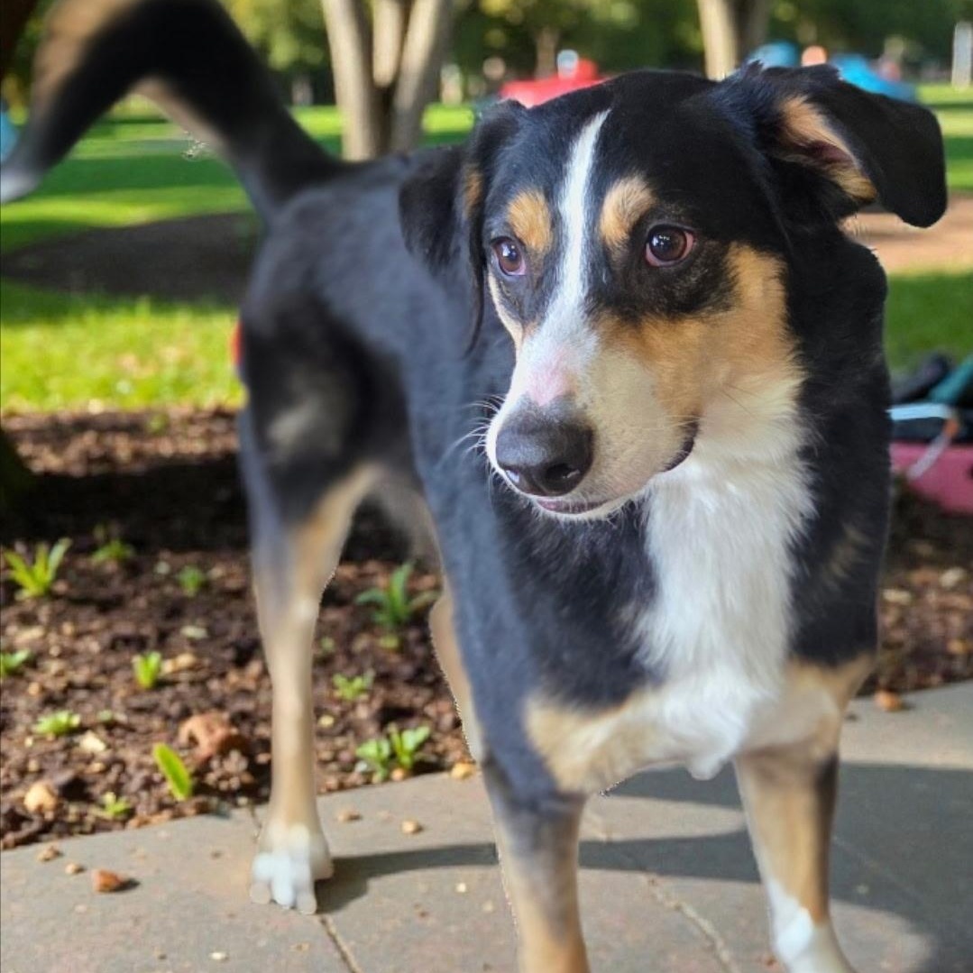 Enlarge Brody , an adopted Australian Shepherd in Brentwood, TN image 2/3