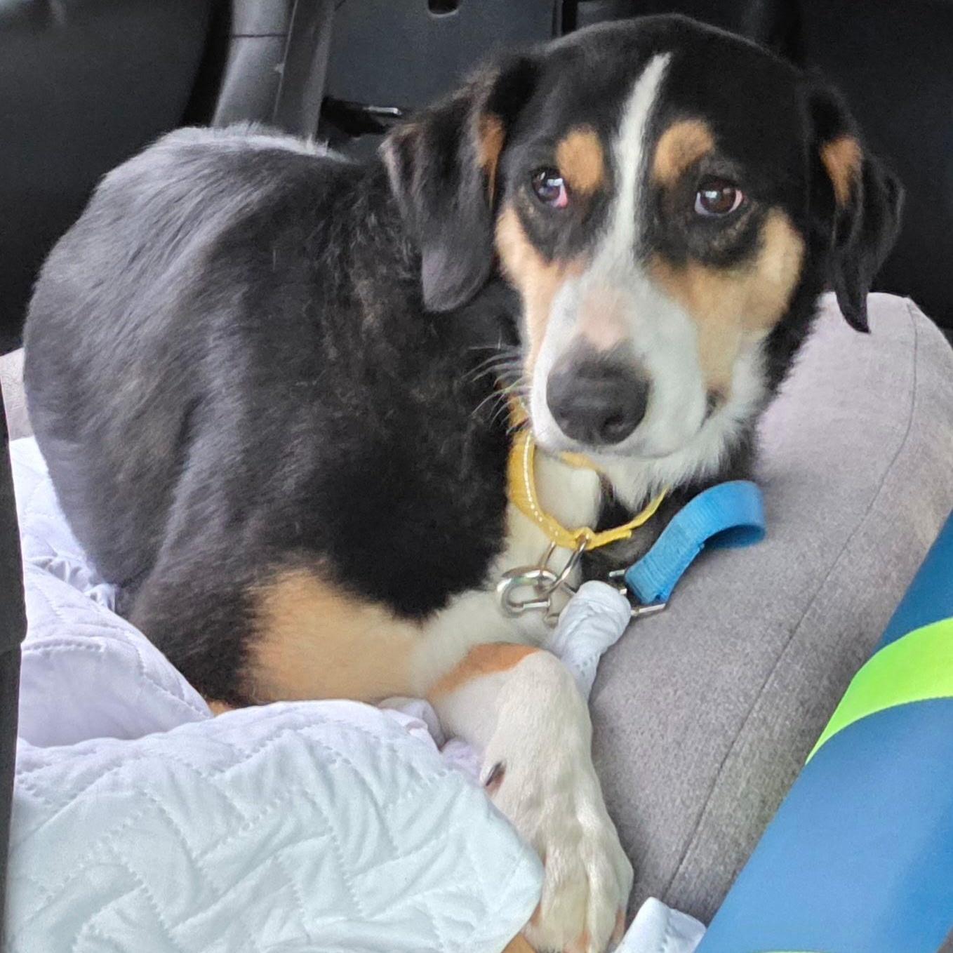 Enlarge Brody , an adopted Australian Shepherd in Brentwood, TN image 1/3