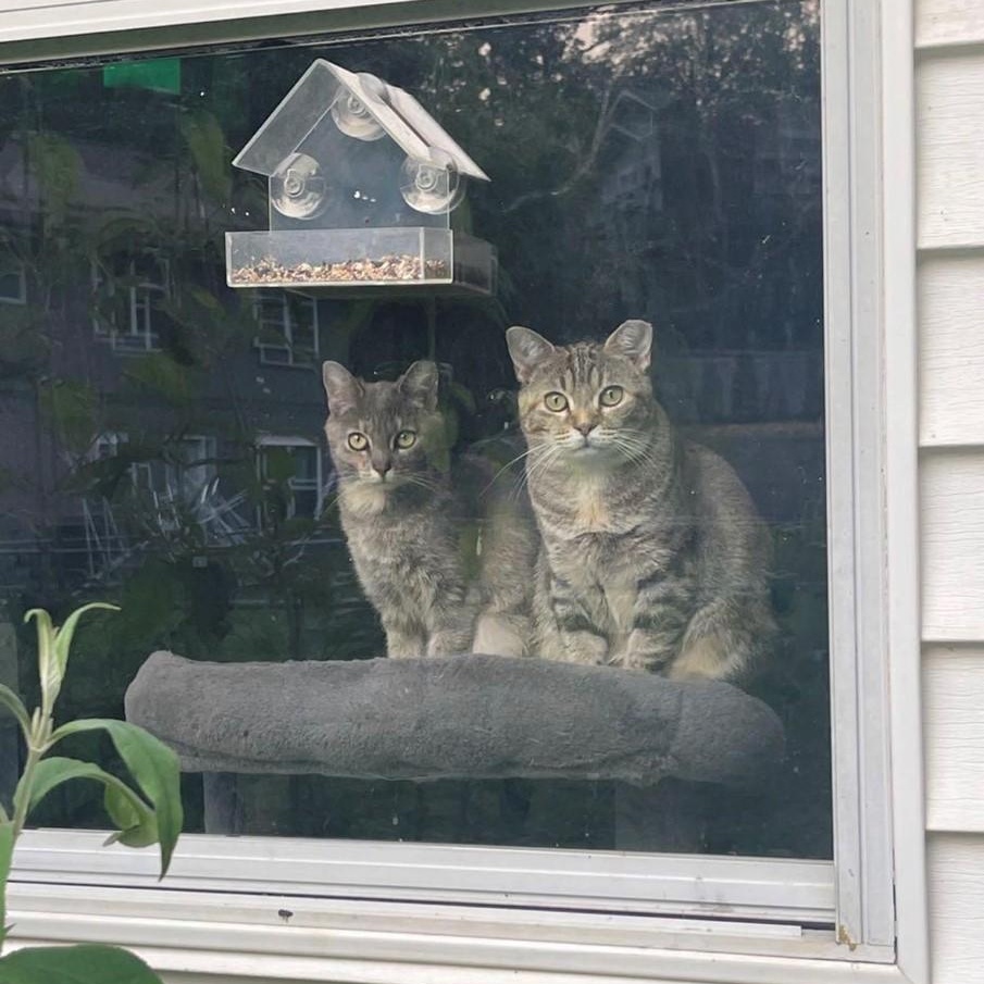 Luna (bonded pair), a Adoptable Torbie in Hixson, TN image 3/6