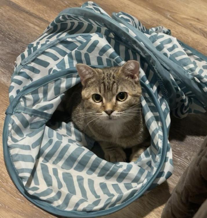 Luna (bonded pair), a Adoptable Torbie in Hixson, TN image 5/6