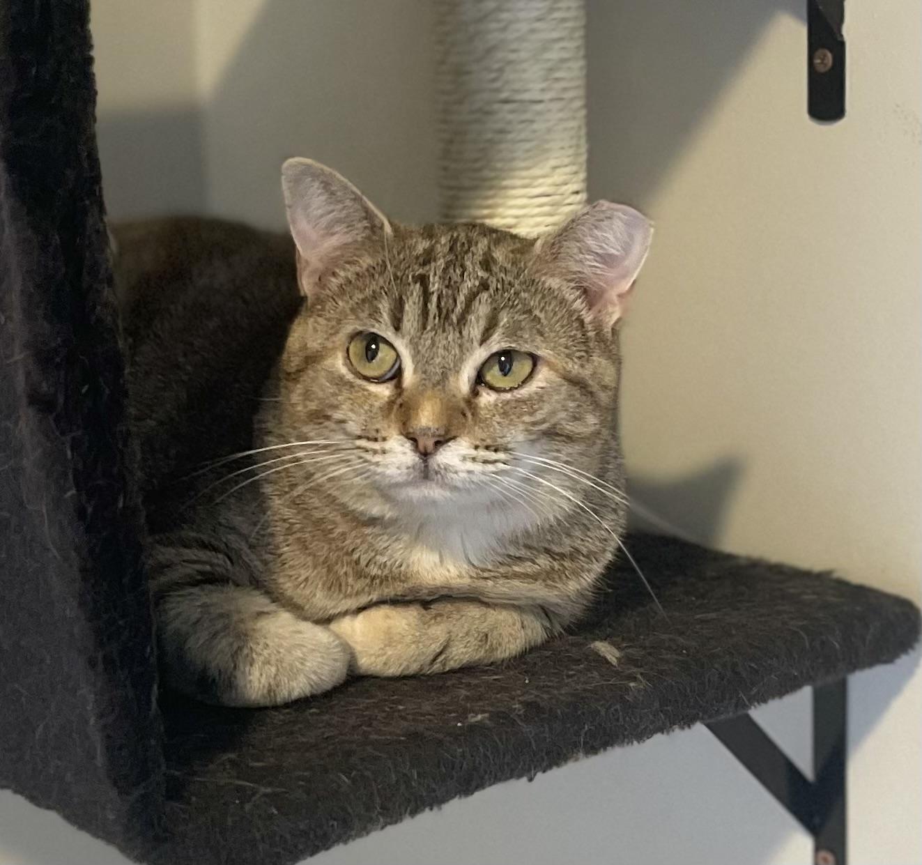 Luna (bonded pair), a Adoptable Torbie in Hixson, TN image 6/6