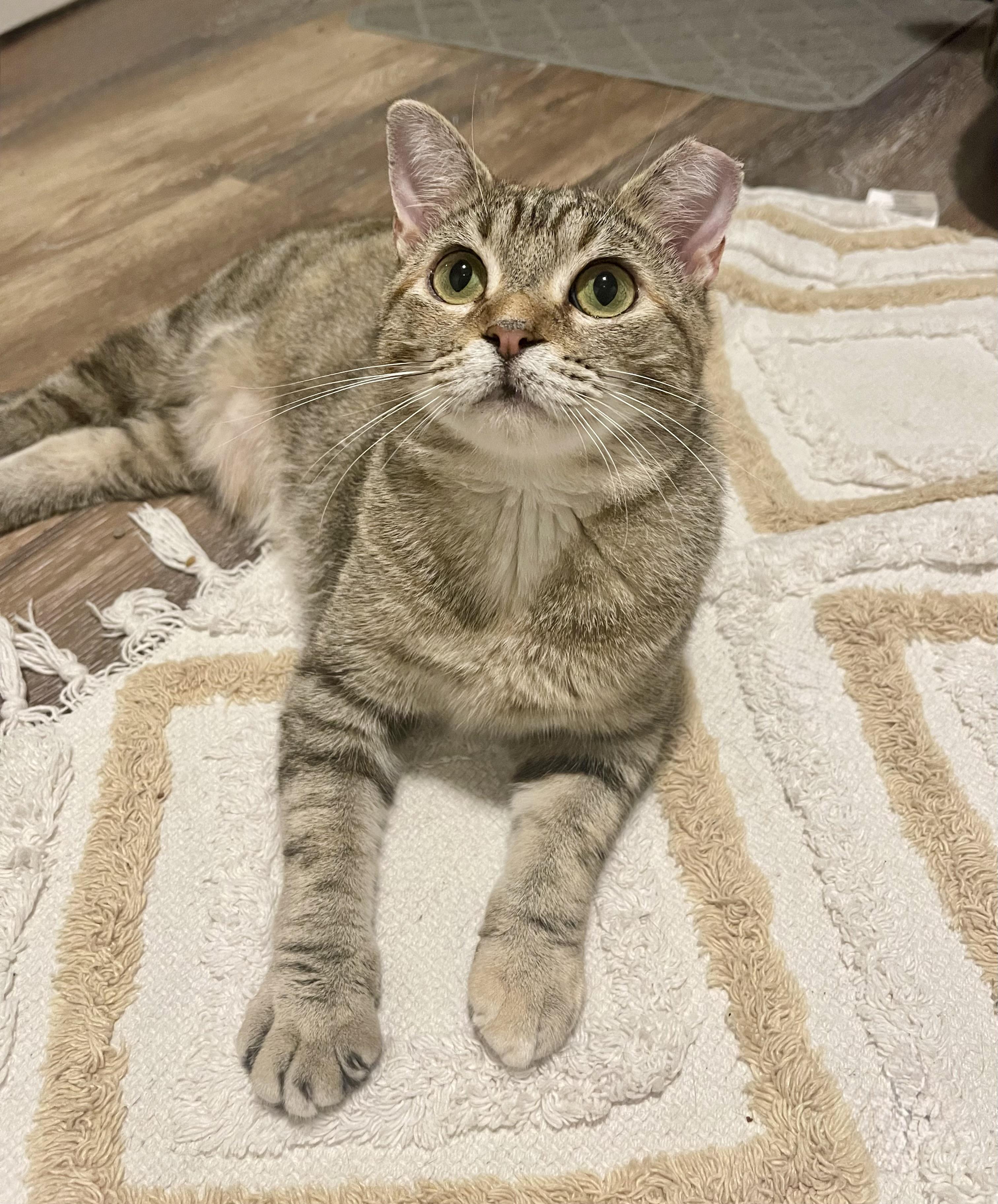 Luna (bonded pair), Adoptable, Young Female Torbie.