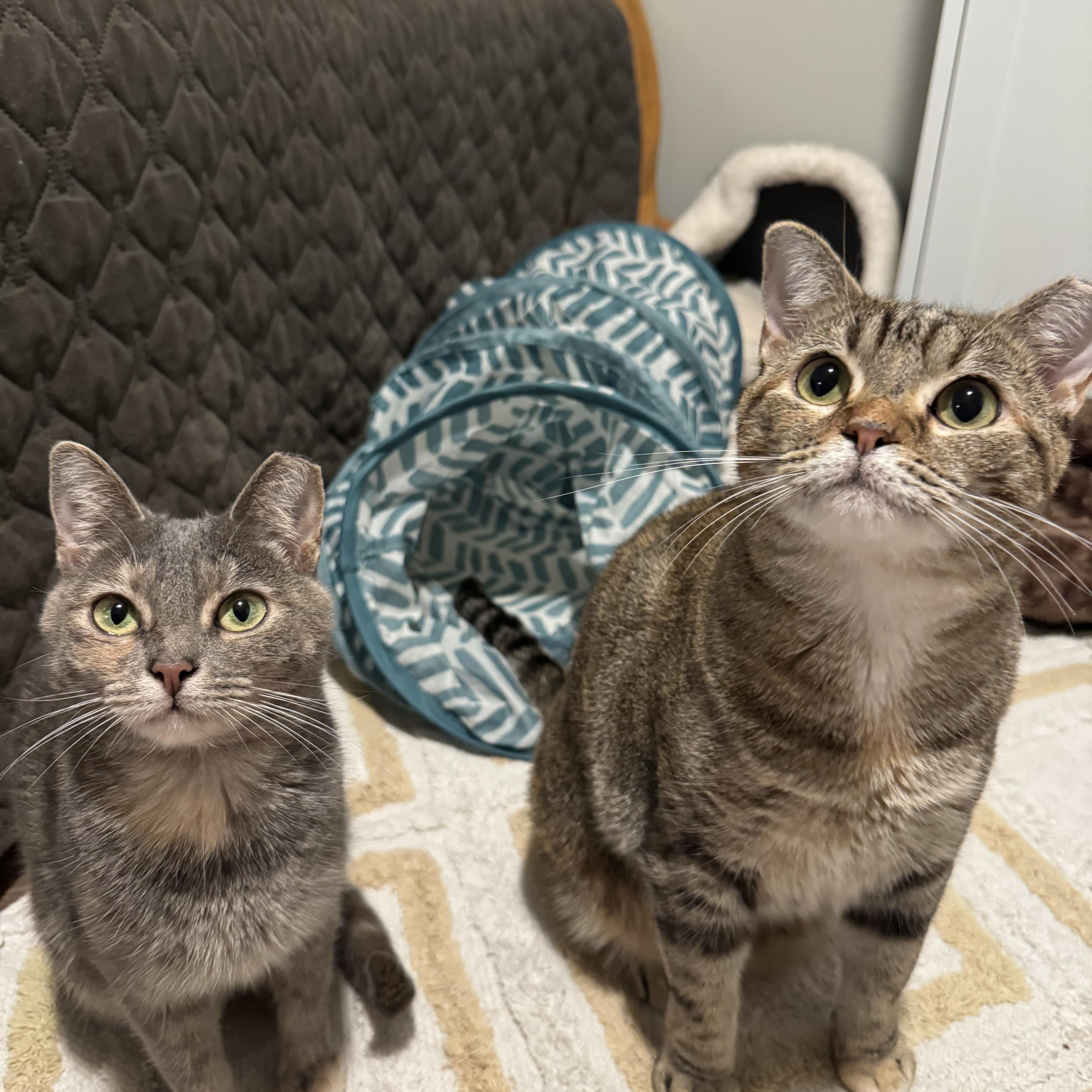 Luna (bonded pair), a Adoptable Torbie in Hixson, TN image 2/6