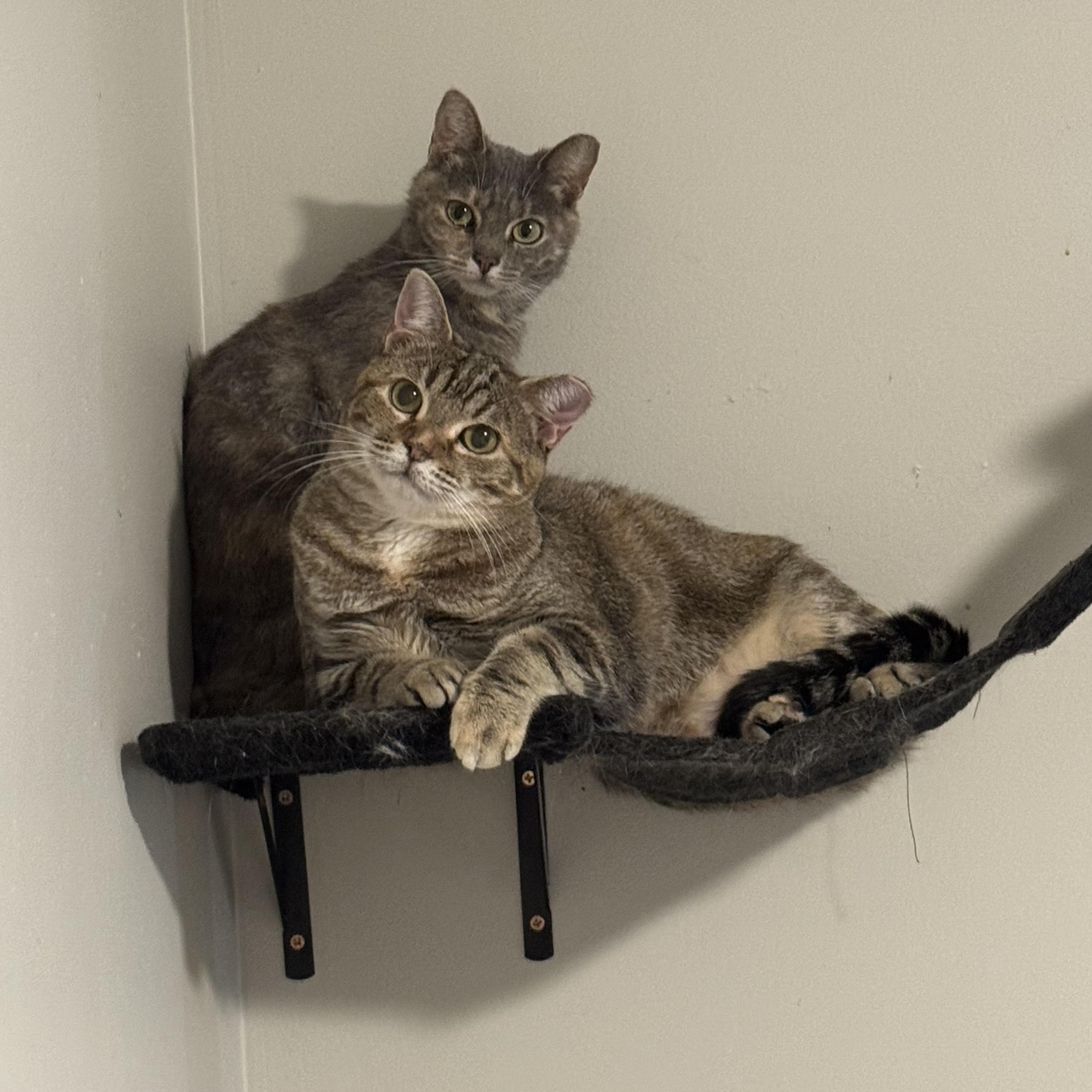 Luna (bonded pair)