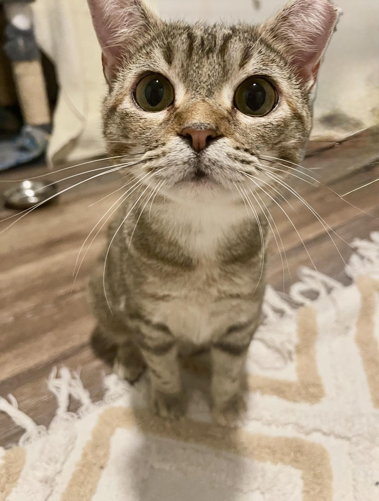 Luna (bonded pair), a Adoptable Torbie in Hixson, TN image 4/6