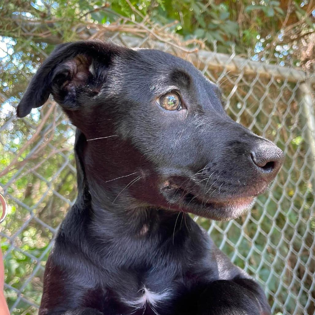 Snack Wrap, Adoptable, Puppy Female Mixed Breed.