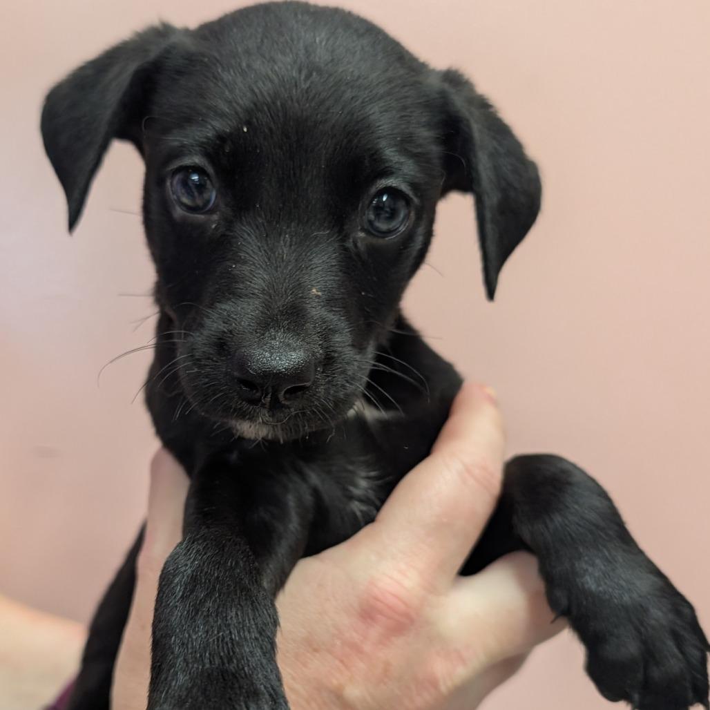 Snack Wrap, a Adoptable Mixed Breed in Huntsville, AR image 2/3