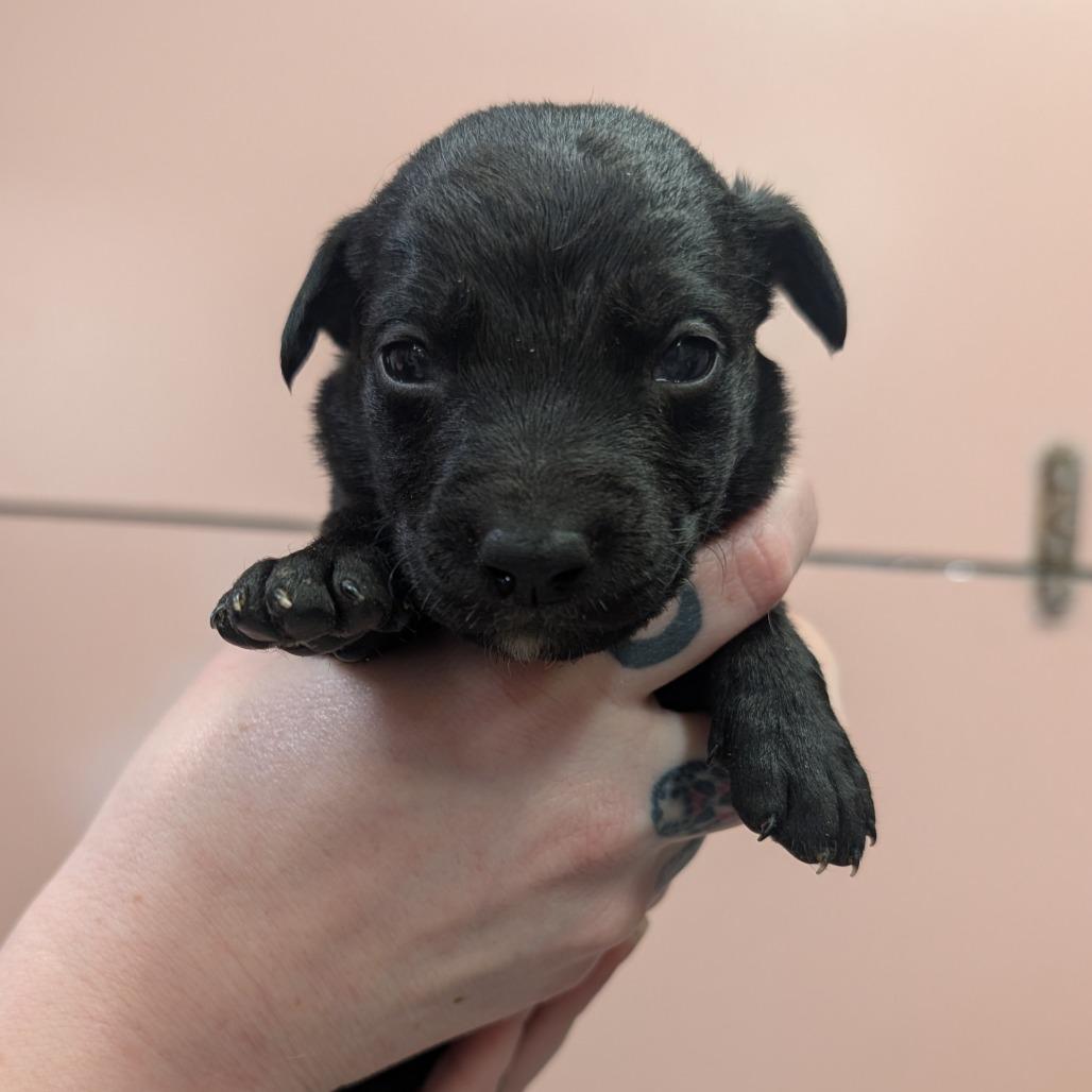 Snack Wrap, a Adoptable Mixed Breed in Huntsville, AR image 3/3