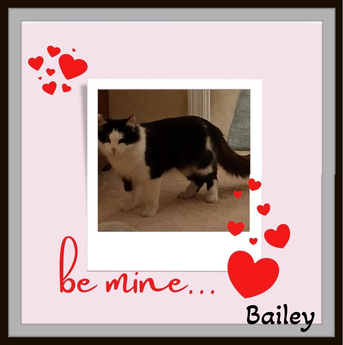 Meet Bailey – Your Loyal Cuddle Companion ?, a Adoptable Domestic Medium Hair in Snow Camp, NC image 2/2