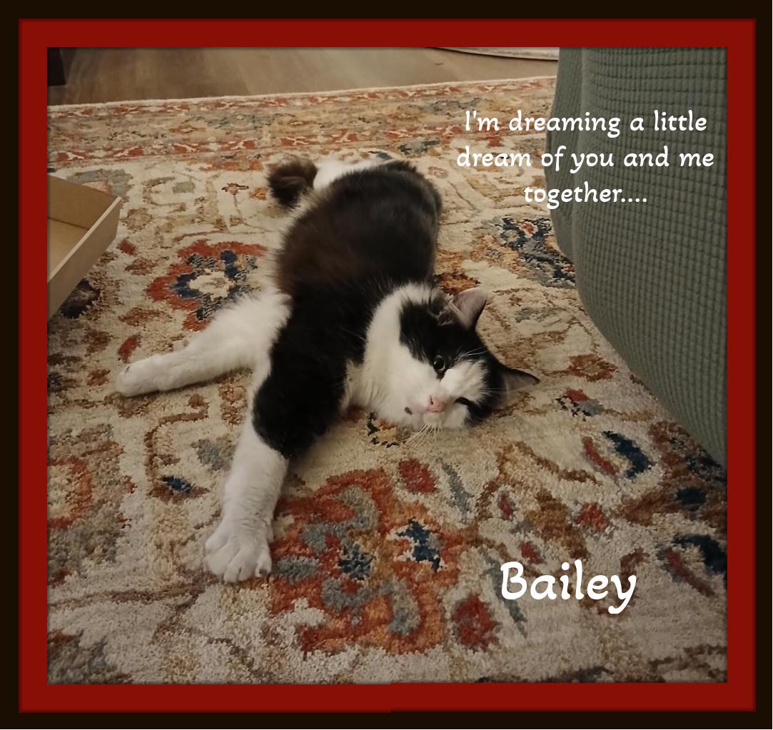 Meet Bailey – Your Loyal Cuddle Companion ?, a Adoptable Domestic Medium Hair in Snow Camp, NC image 1/2
