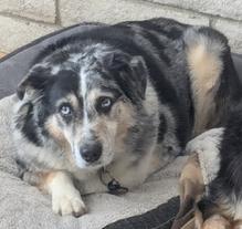 Misty, Adoptable, Senior Female Australian Shepherd.
