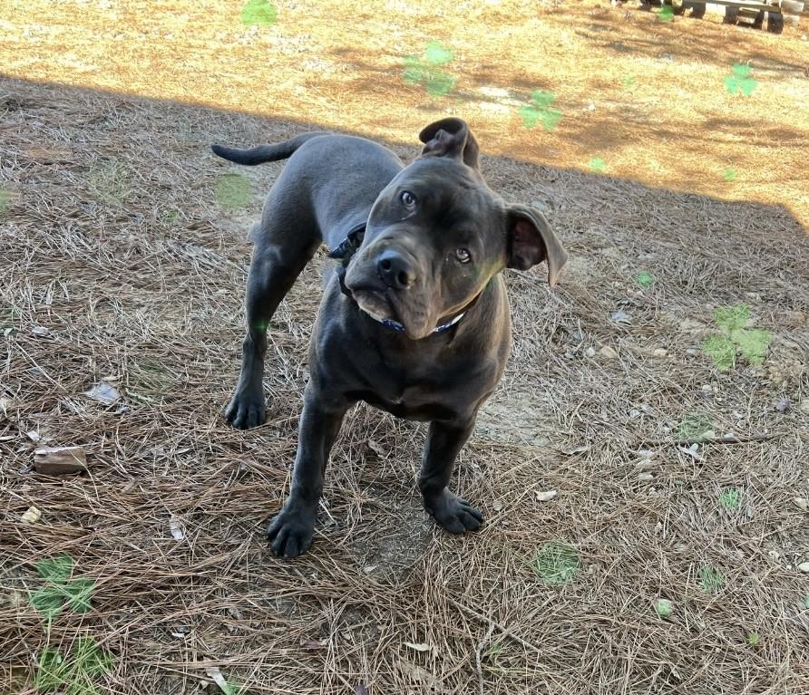 Stevie — thumbnail 2