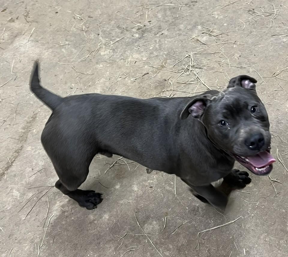 Stevie — thumbnail 4