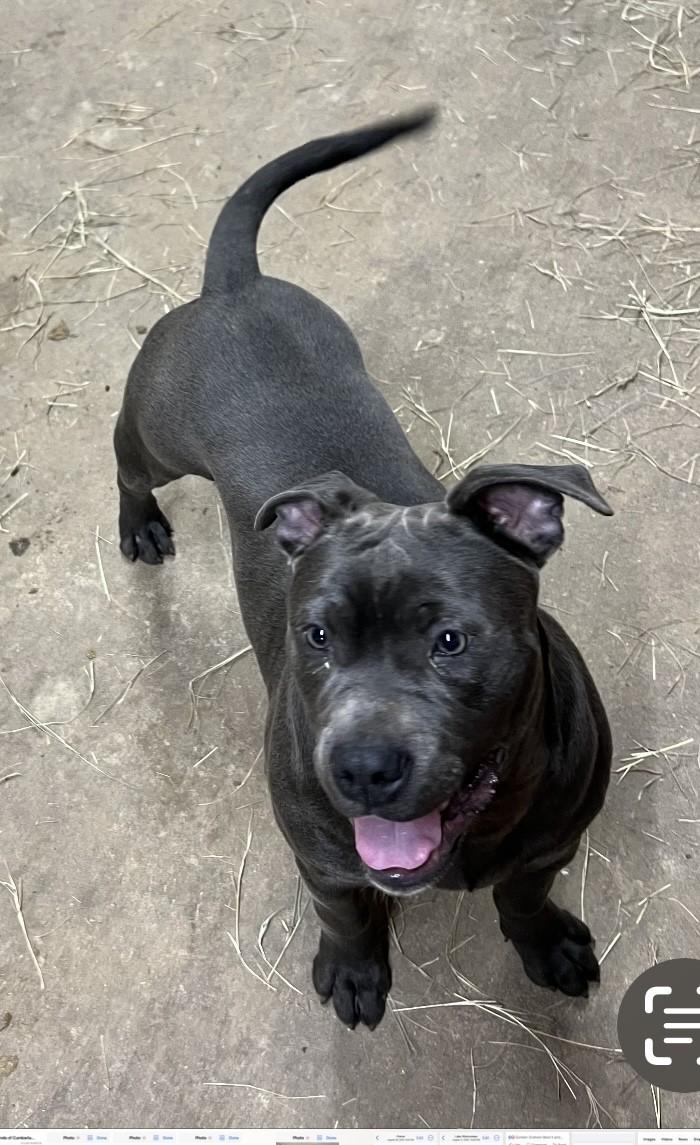 Stevie — thumbnail 5