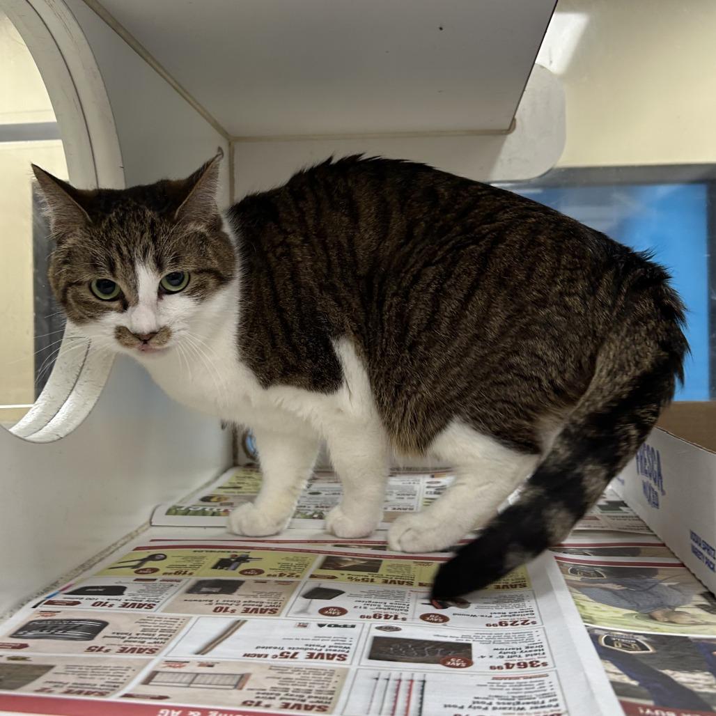 Mona, Adoptable, Adult Female Domestic Short Hair.