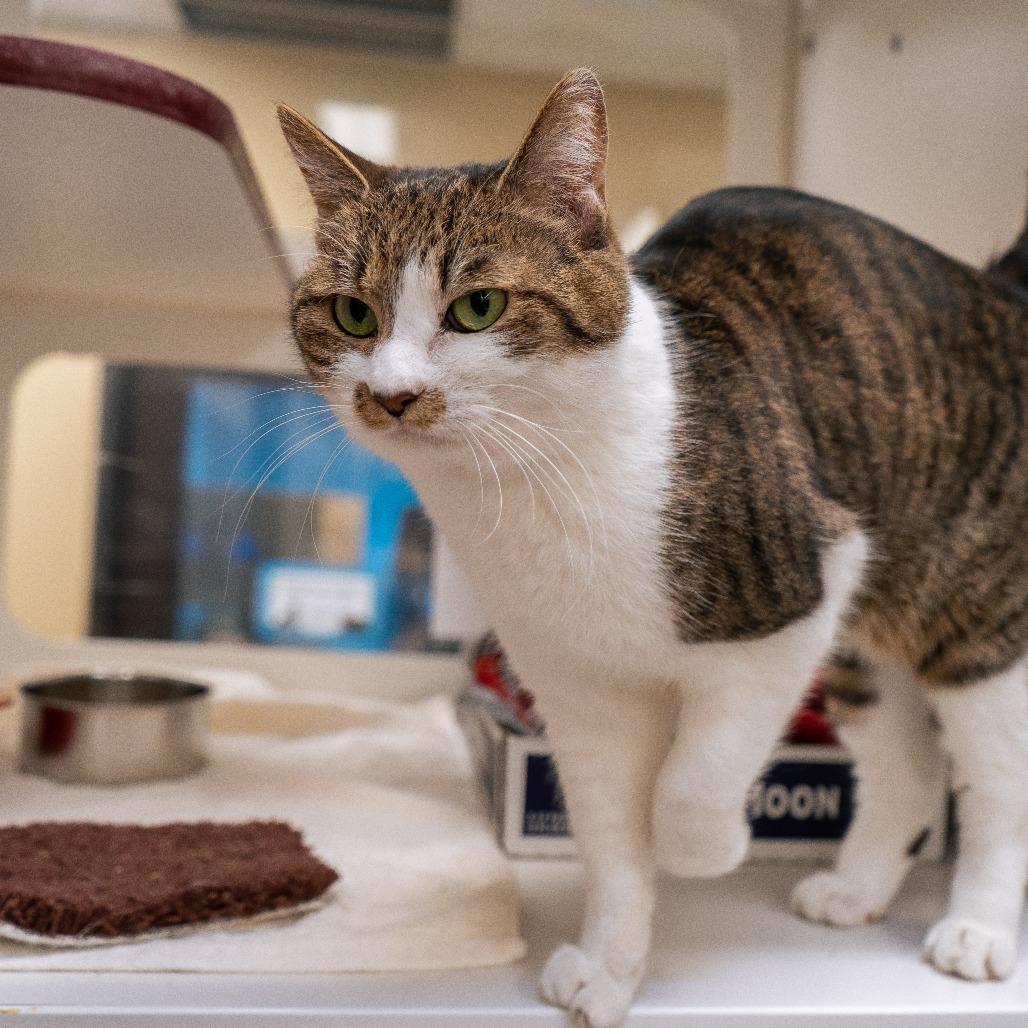Mona, a Adoptable Domestic Short Hair in Cheyenne, WY image 2/4