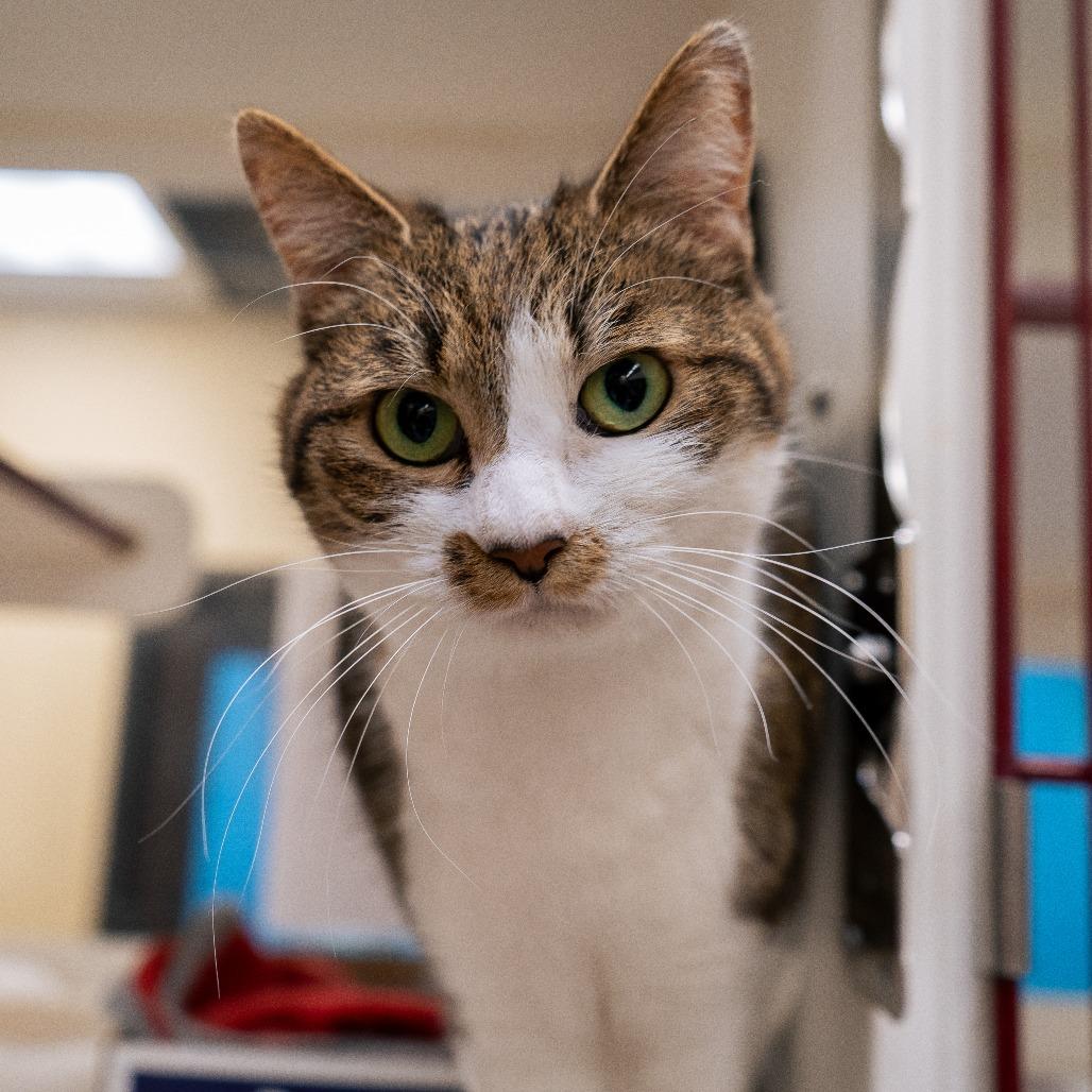 Mona, a Adoptable Domestic Short Hair in Cheyenne, WY image 3/4