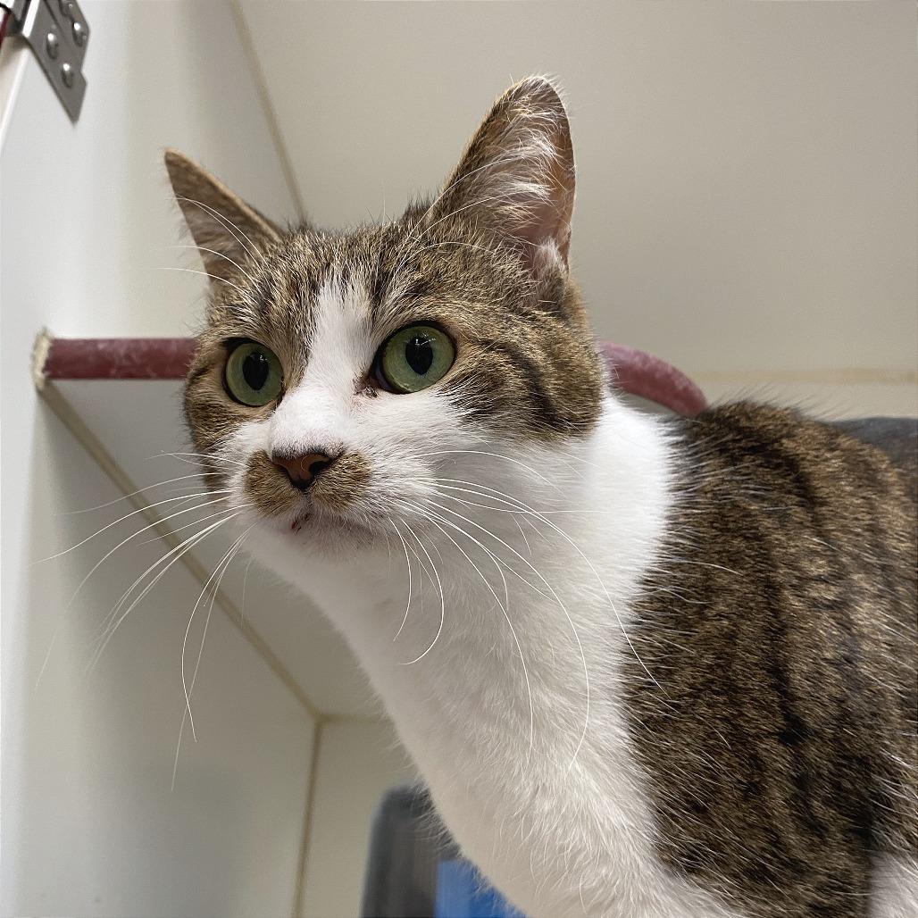 Mona, a Adoptable Domestic Short Hair in Cheyenne, WY image 4/4