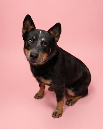 Enlarge Dixie Mae, a Adoptable mixed breed in Bowling Green, KY image 1/1