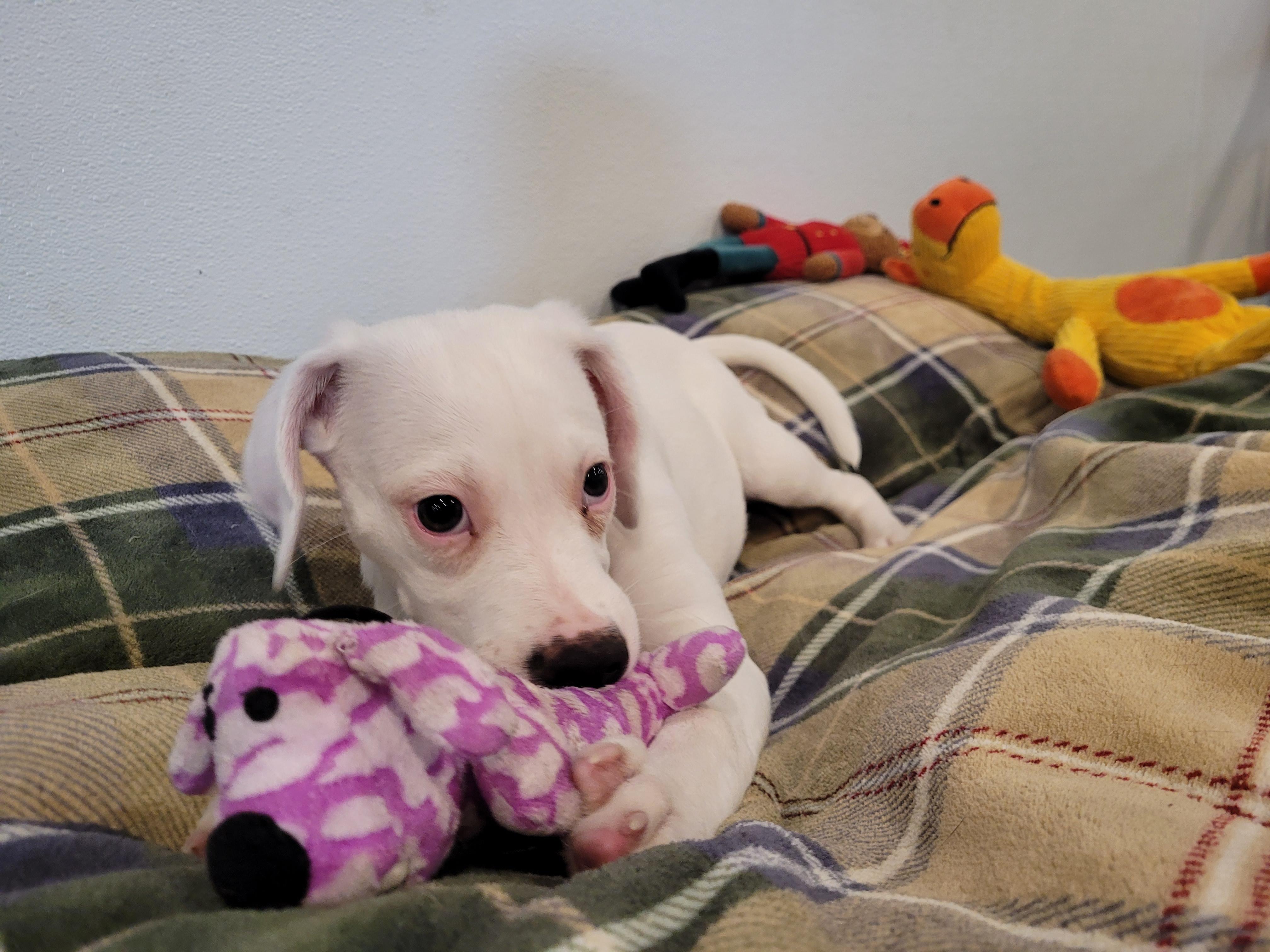 Ghost, Adoptable, Puppy Male Labrador Retriever.