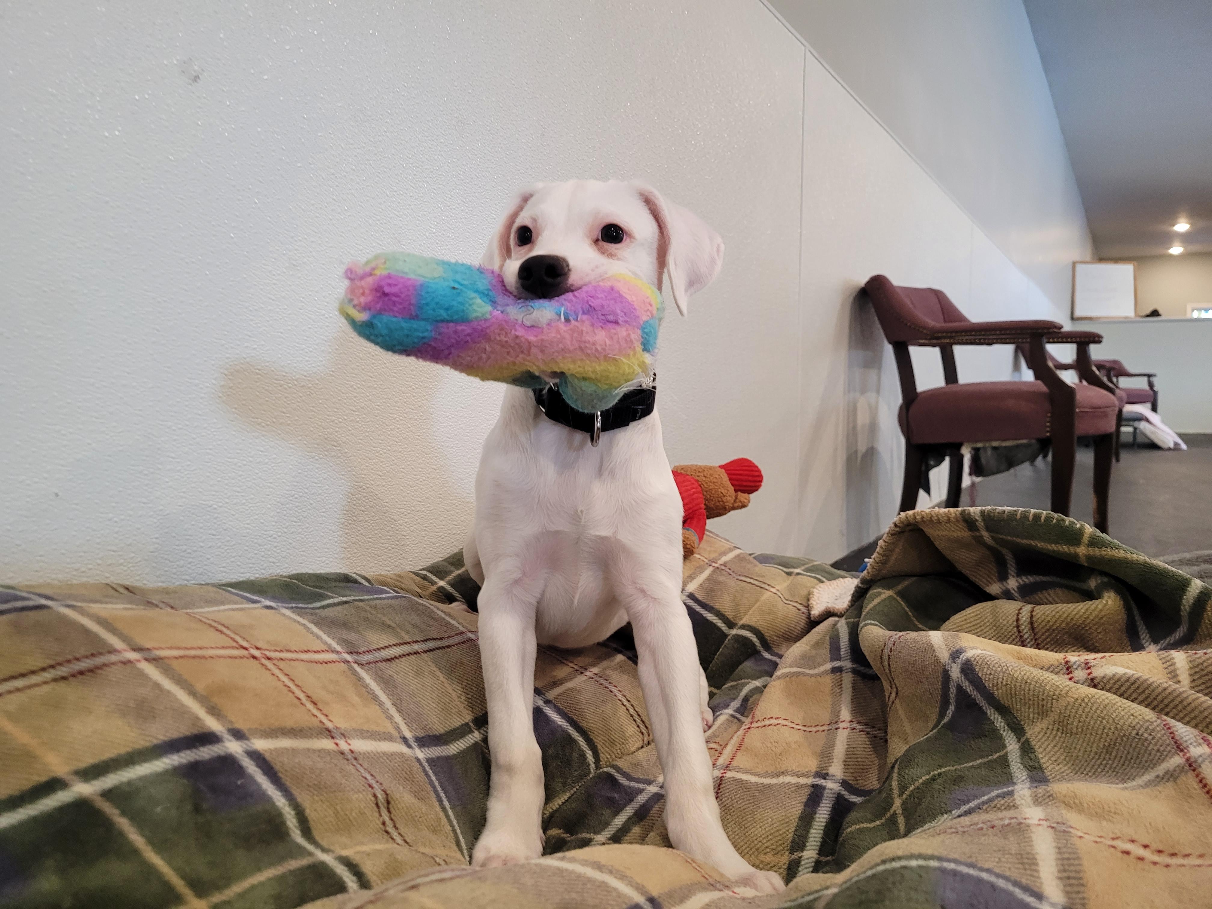 Ghost, Adopted, Puppy Male Labrador Retriever.