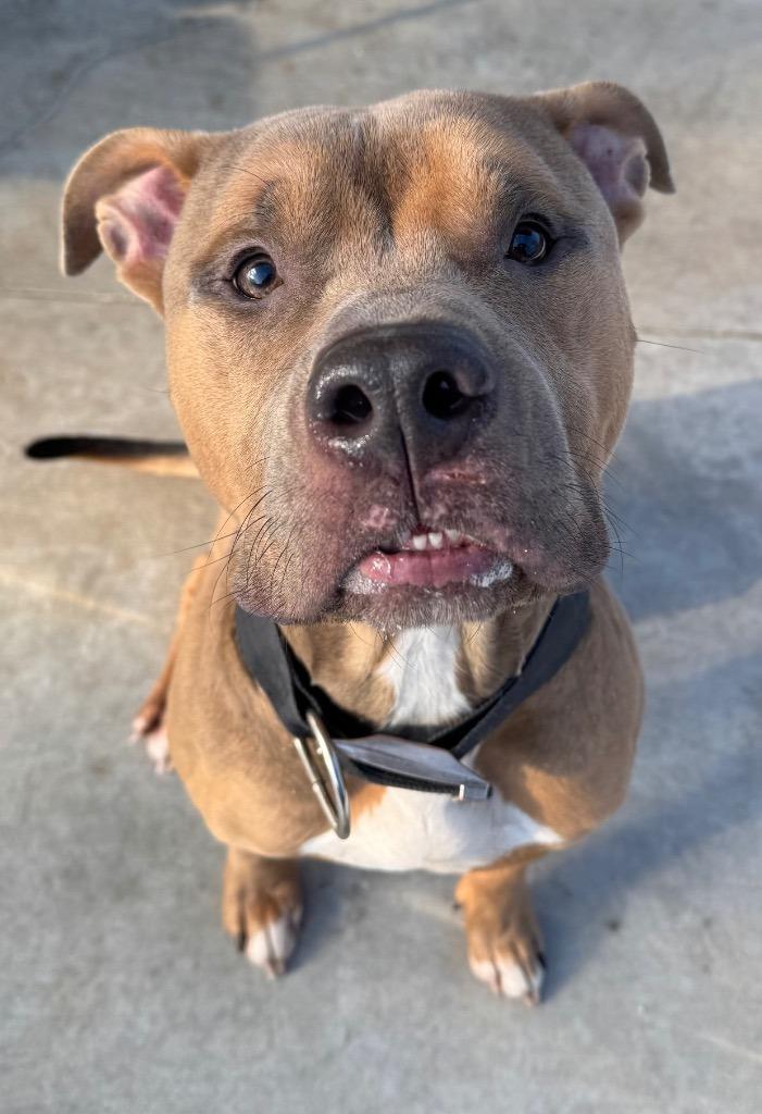 Enlarge Tank, a Adoptable Pit Bull Terrier in Ferndale, NY image 1/1