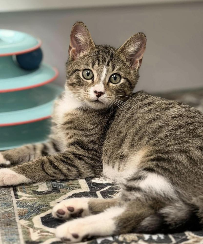 Enlarge Wimbledon, a Adoptable Domestic Short Hair in Fort Lauderdale, FL image 1/3