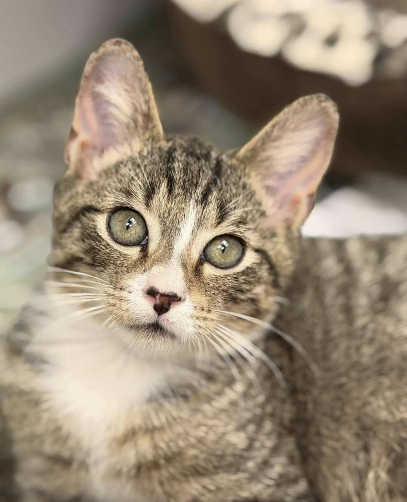 Enlarge Wimbledon, a Adoptable Domestic Short Hair in Fort Lauderdale, FL image 2/3