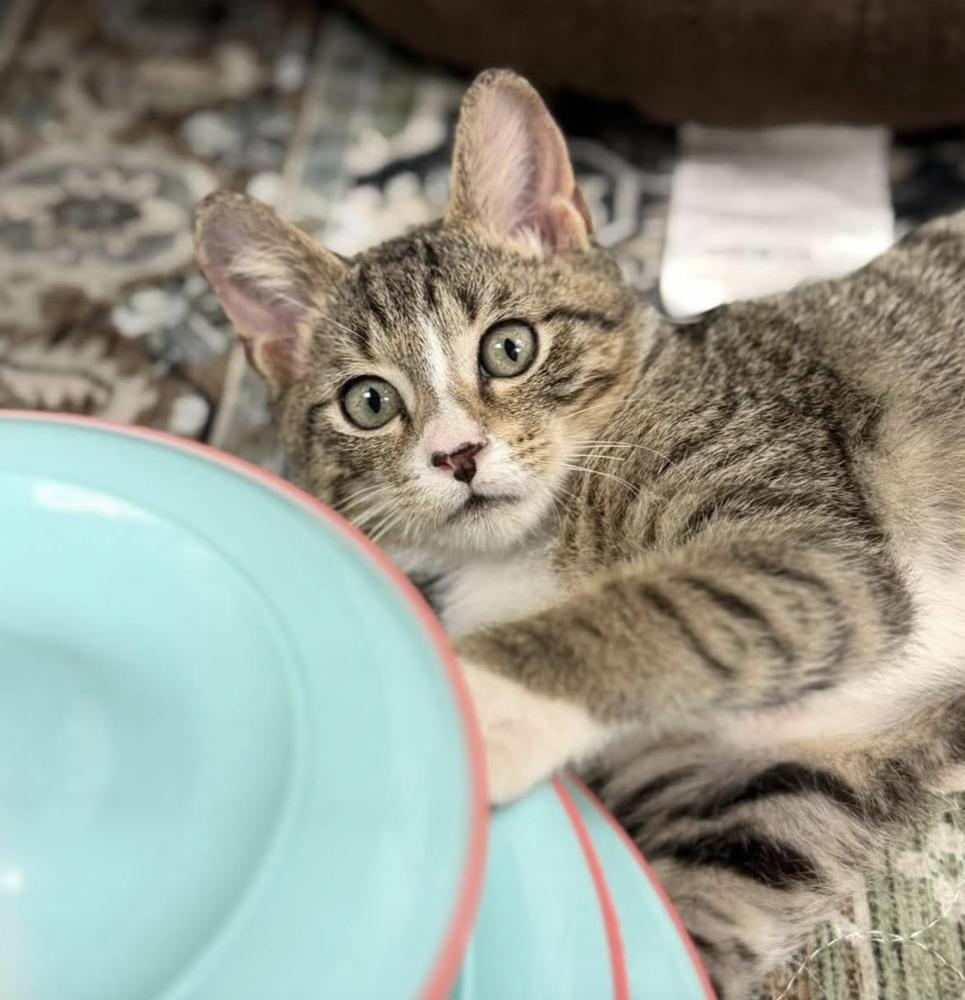 Enlarge Wimbledon, a Adoptable Domestic Short Hair in Fort Lauderdale, FL image 3/3