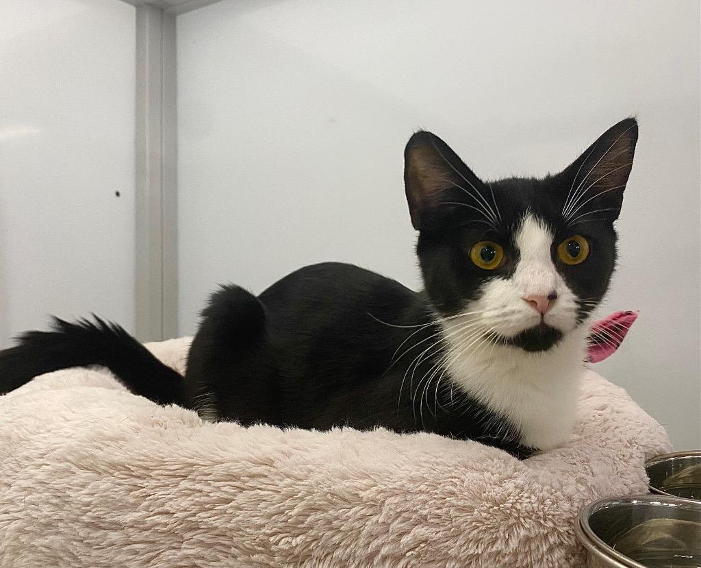 Enlarge Camino, a Adoptable mixed breed in Raleigh, NC image 1/5