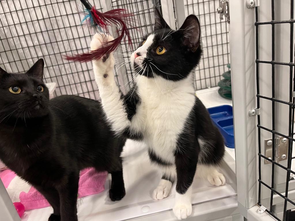 Enlarge Camino, a Adoptable mixed breed in Raleigh, NC image 3/5