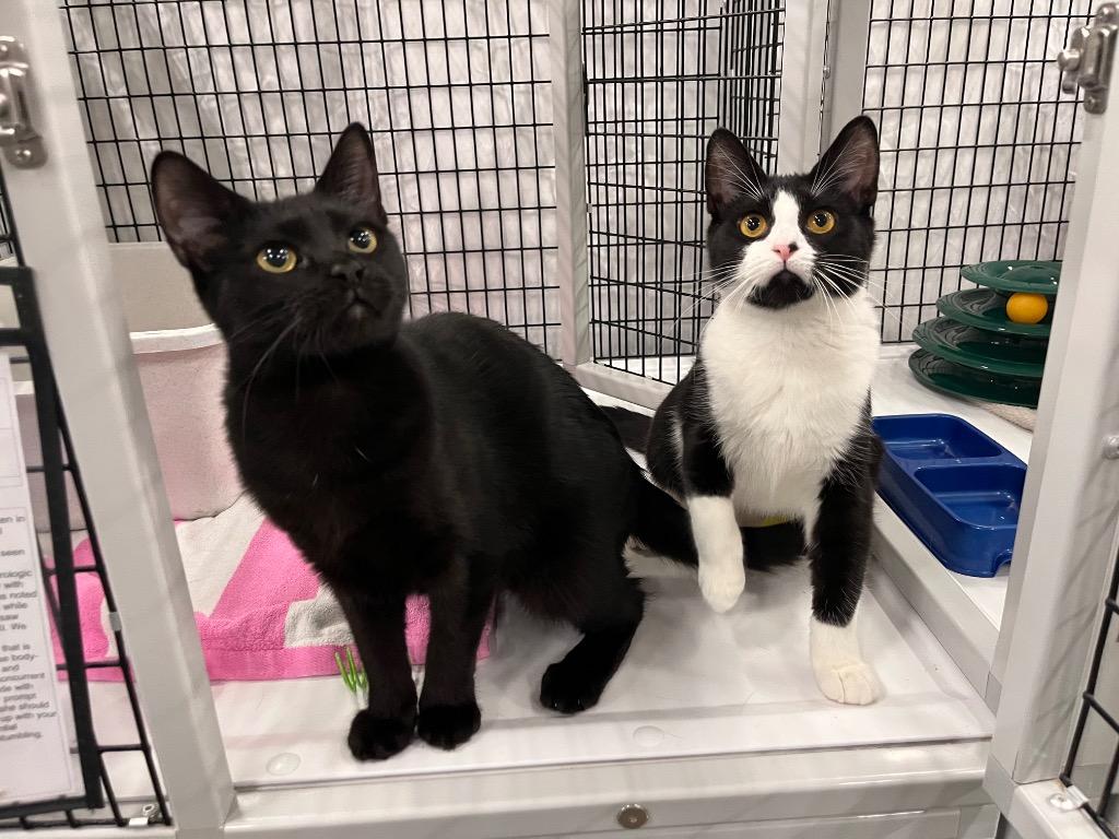 Enlarge Camino, a Adoptable mixed breed in Raleigh, NC image 4/5