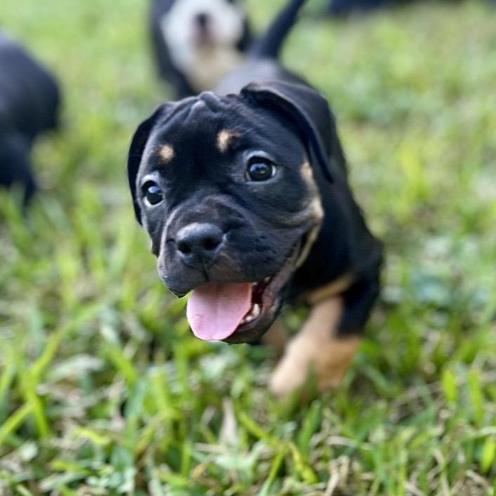 Meet Scarlett OHara The Southern Belle of the Beloved Literary Figures Litter BulldogPocket Pitti