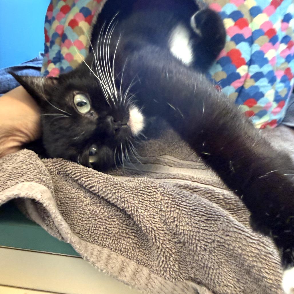 Willow, Adoptable, Young Female Domestic Short Hair.