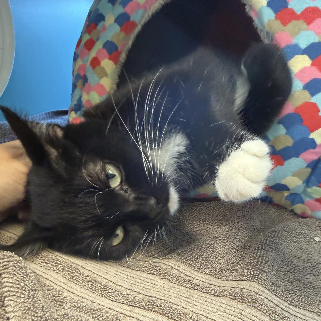 Enlarge Willow, a Adoptable Domestic Short Hair in Morrisville, VT image 2/6