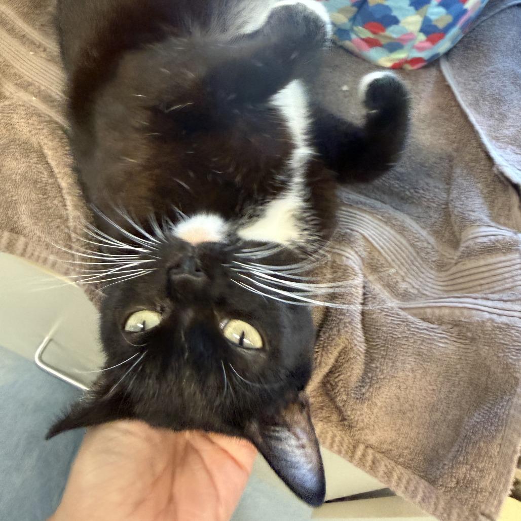 Enlarge Willow, a Adoptable Domestic Short Hair in Morrisville, VT image 3/6
