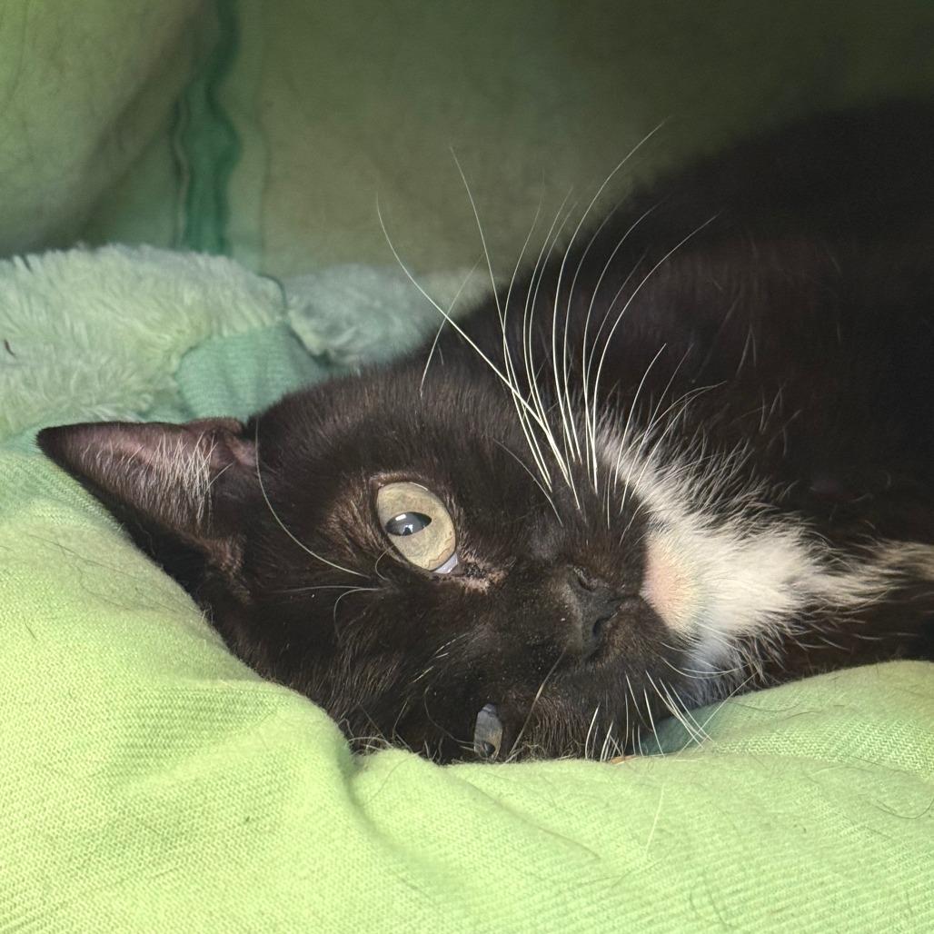 Enlarge Willow, a Adoptable Domestic Short Hair in Morrisville, VT image 4/6