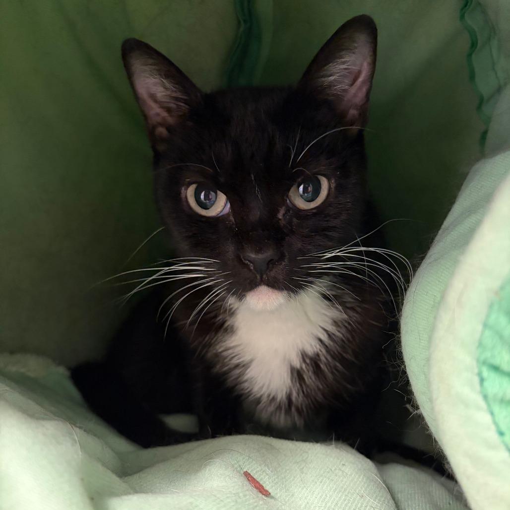 Enlarge Willow, a Adoptable Domestic Short Hair in Morrisville, VT image 5/6